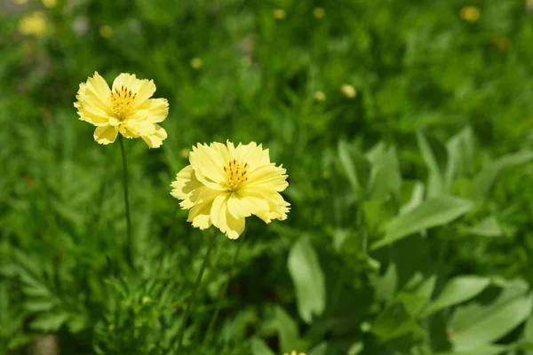 Красиві Квіти Саду Квітучі Літній Час Ландшафтний Сад — стокове фото
