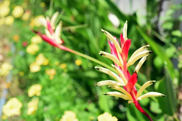 Beautiful Flowers Garden Blooming Summer Landscaped Formal Garden — Stock Photo, Image