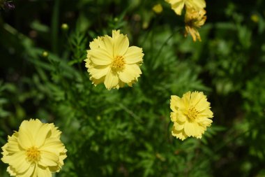 Bahçede güzel çiçekler yaz aylarında Blooming. Peyzajlı resmi Bahçe.
