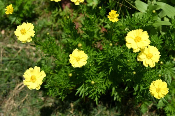 Lindas Flores Jardim Florescendo Verão Jardim Formal Paisagístico — Fotografia de Stock