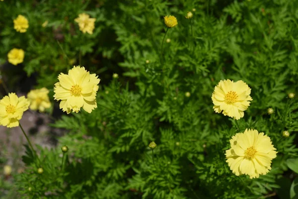 Belles Fleurs Dans Jardin Floraison Été Paysager Jardin Formel — Photo