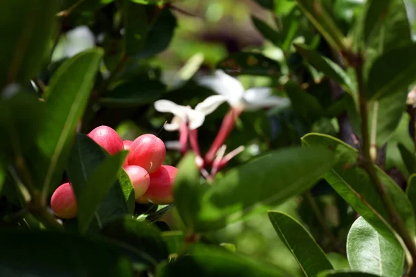 Bacche Rosse Foglie Verdi Gsrden — Foto Stock