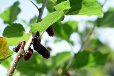 Açık havada yetişen yabani bitkilere yakın.