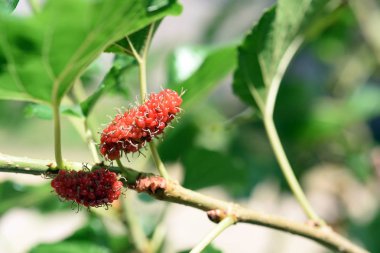 Açık havada yetişen yabani bitkilere yakın.