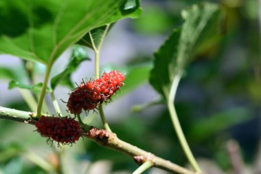 Açık havada yetişen yabani bitkilere yakın.