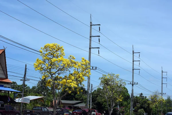 Hermosos Árboles Verdes Parque — Foto de Stock