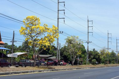 Parktaki güzel yeşil ağaçlar 