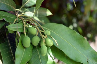 Ağaçlarda yetişen mango meyvesi ekşi bir tadı olan geleneksel bir Tay halk grubudur