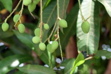 Ağaçlarda yetişen mango meyvesi ekşi bir tadı olan geleneksel bir Tay halk grubudur