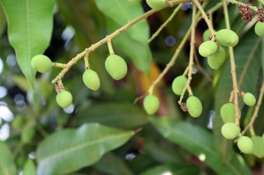 Ağaçlarda yetişen mango meyvesi ekşi bir tadı olan geleneksel bir Tay halk grubudur