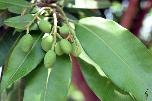 Ağaçlarda Yetişen Mango Meyvesi Ekşi Bir Tadı Olan Geleneksel Bir — Stok fotoğraf