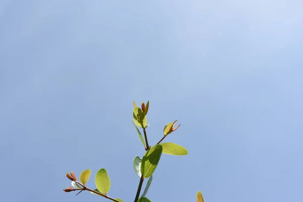 Close Wild Plants Growing Outdoors — Stock fotografie