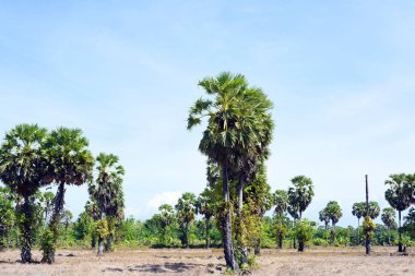 Pirinç alan görünümü, pirinç hasadı, kahverengi pirinç saman ve palmiye şekeri palmiye