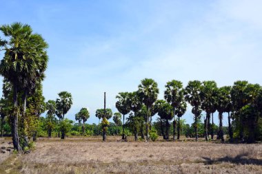 Pirinç alan görünümü, pirinç hasadı, kahverengi pirinç saman ve palmiye şekeri palmiye