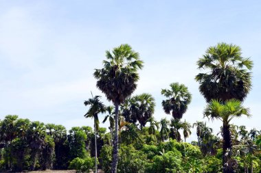 Pirinç alan görünümü, pirinç hasadı, kahverengi pirinç saman ve palmiye şekeri palmiye