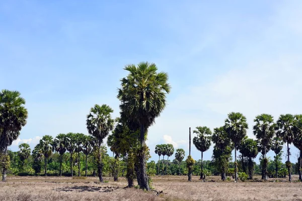 Pirinç alan görünümü, pirinç hasadı, kahverengi pirinç saman ve palmiye şekeri palmiye