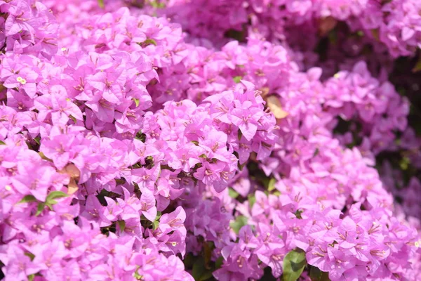 Rosa Bougainvillea Blüten Schön Als Bodenbild Verwendet — Stockfoto