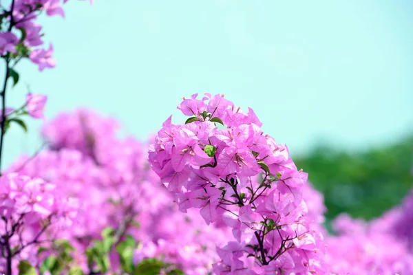 Roze Bougainvillea Bloemen Mooi Gebruikt Als Een Grond Beeld — Stockfoto