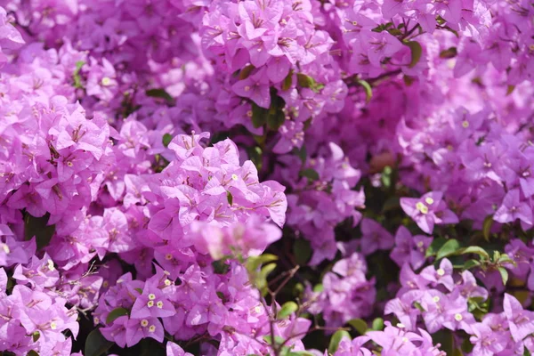 Roze Bougainvillea Bloemen Mooi Gebruikt Als Een Grond Beeld — Stockfoto