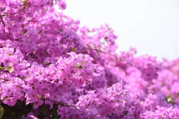 Rosa Fiori Bougainvillea Bello Usato Come Immagine Terra — Foto Stock