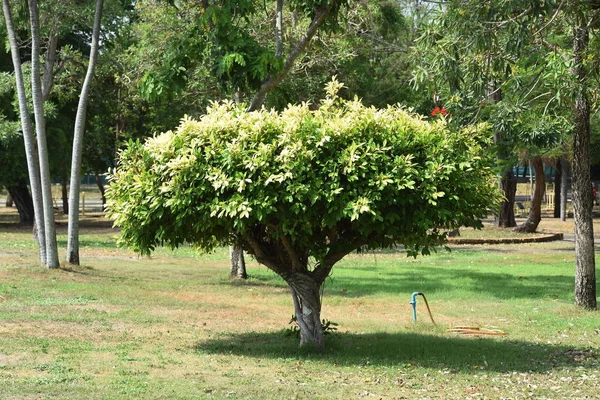 Beautiful Green Trees Park — Stock Photo, Image