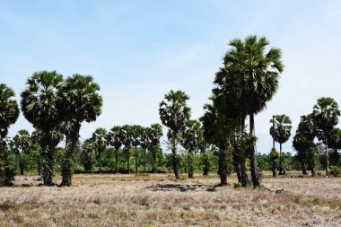 Sabah ın erken saatlerinde plaj manzarası Şezlong ile güneş doğarken altın sarısı gökyüzü ve güneş
