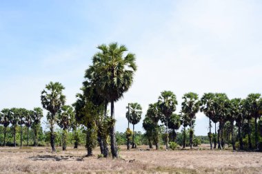 Sabah ın erken saatlerinde plaj manzarası Şezlong ile güneş doğarken altın sarısı gökyüzü ve güneş