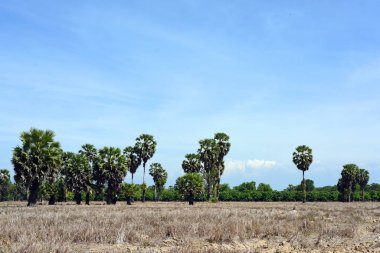 Sabah ın erken saatlerinde plaj manzarası Şezlong ile güneş doğarken altın sarısı gökyüzü ve güneş