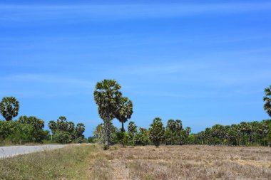 Sabah ın erken saatlerinde plaj manzarası Şezlong ile güneş doğarken altın sarısı gökyüzü ve güneş