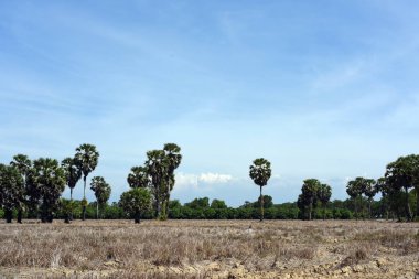 Sabah ın erken saatlerinde plaj manzarası Şezlong ile güneş doğarken altın sarısı gökyüzü ve güneş