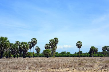 Sabah ın erken saatlerinde plaj manzarası Şezlong ile güneş doğarken altın sarısı gökyüzü ve güneş