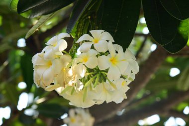 Antenli telekomünikasyon kulesi. Sinyal iletimi için yüksek direk. Hem kablosuz telefon sistemleri hem de mikrodalga sistemleri vardır