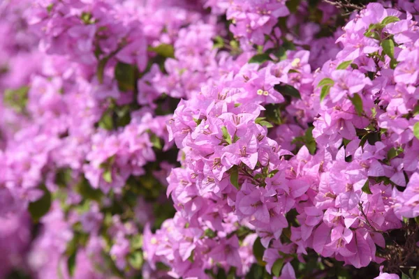 Bellissimi Fiori Rosa Fiore Giardino — Foto Stock