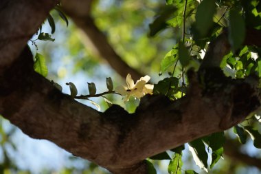 Parlak gün ışığında ağaçta açan çiçekler