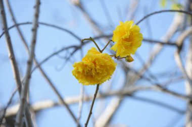 Parlak gün ışığında ağaçta açan çiçekler