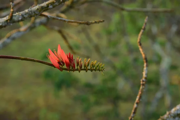 Fioritura Fiori Albero Piena Luce Del Sole — Foto Stock