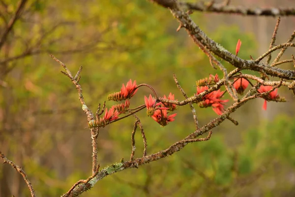 Parlak Gün Işığında Ağaçta Açan Çiçekler — Stok fotoğraf