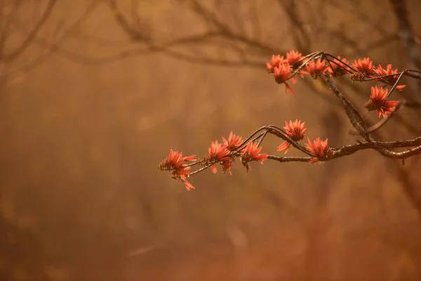 Flores Florecientes Árbol Luz Del Sol Brillante —  Fotos de Stock