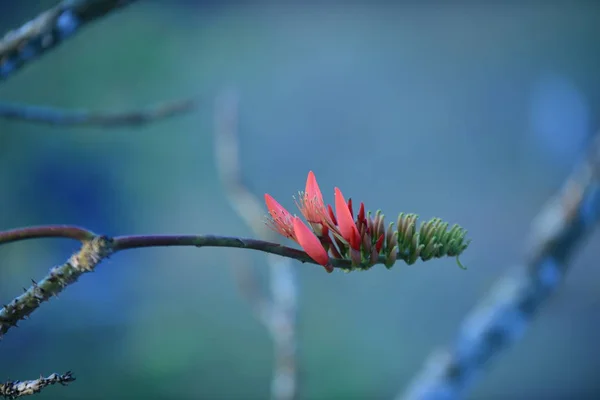 Flores Florecientes Árbol Luz Del Sol Brillante —  Fotos de Stock