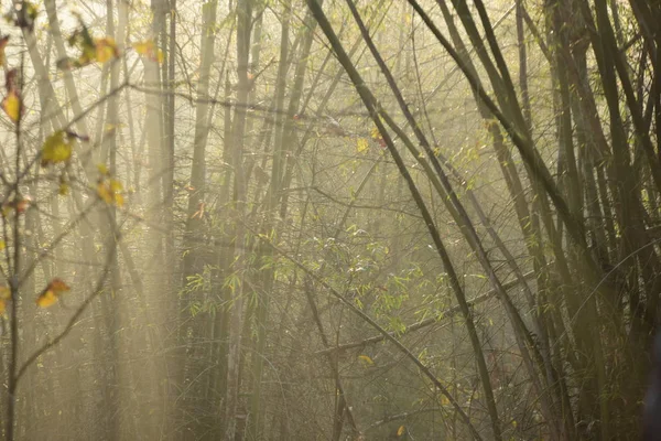 Beautiful Forest Sunny Time — Stok fotoğraf