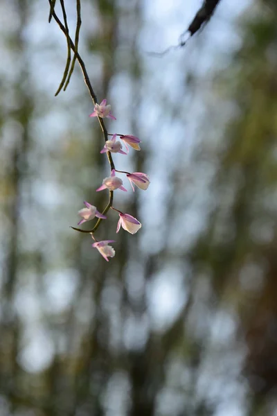 Blooming Flowers Tree Bright Sunlight — Stock Photo, Image