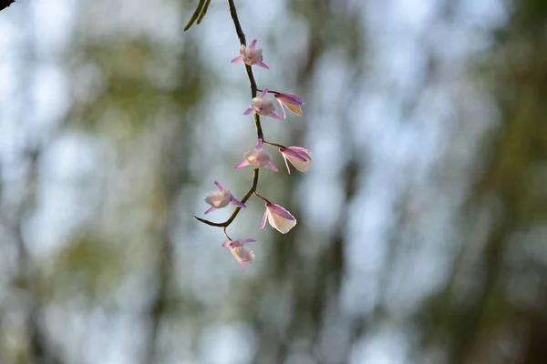 明るい太陽の下で木に花を咲かせ — ストック写真