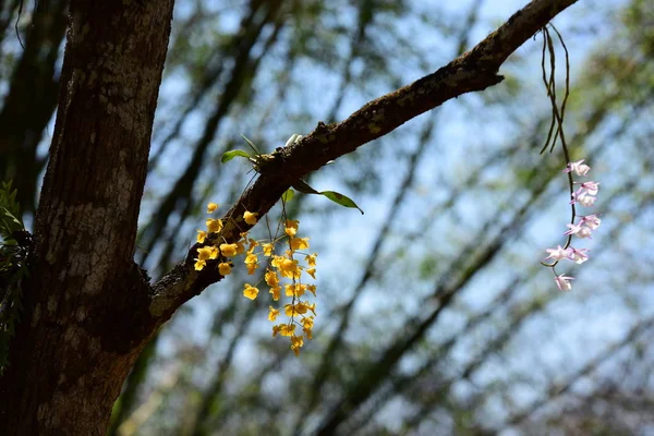Blooming Flowers Tree Bright Sunlight — Stock Photo, Image