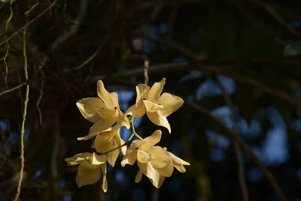 Fioritura Fiori Albero Piena Luce Del Sole — Foto Stock