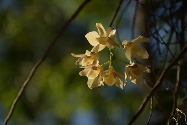 Квітучі Квіти Дереві Яскравому Сонячному Світлі — стокове фото