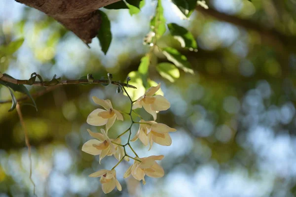 Blommande Blommor Träd Starkt Solljus — Stockfoto