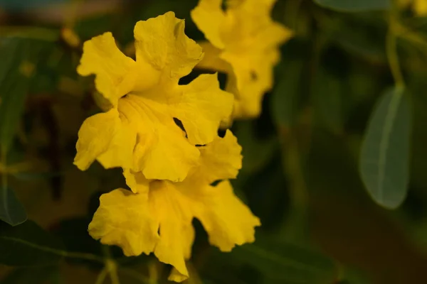 Belles Fleurs Jaunes Dans Jardin — Photo