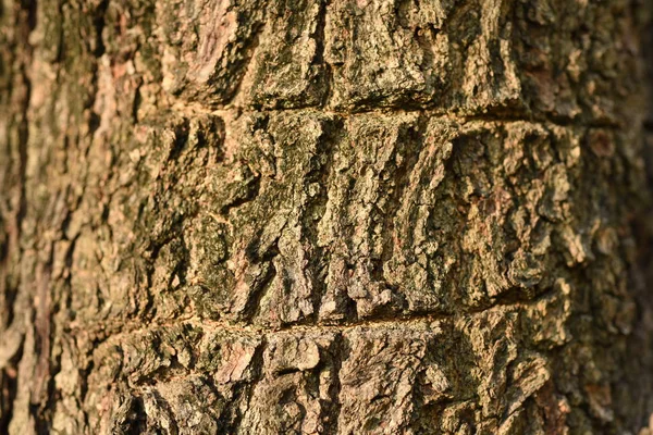 Tree Bark Surface Abstract Background — Stock Photo, Image