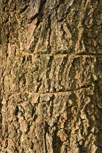 Ağaç Kabuğu Yüzeyi Soyut Arkaplan — Stok fotoğraf