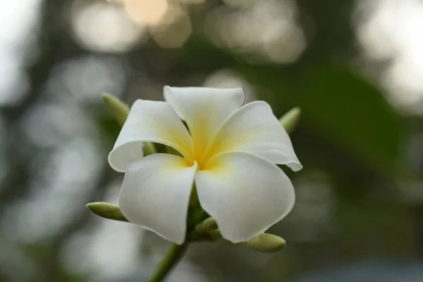 Flor Plumeria Branca Jardim — Fotografia de Stock